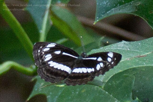 Neptis jumbah jumbah