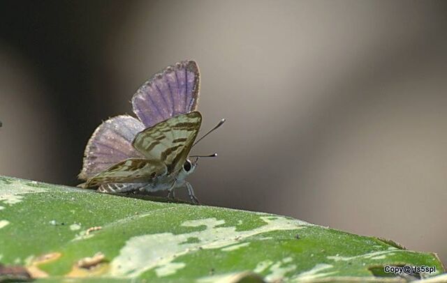 Niphanda cymbia cymbia