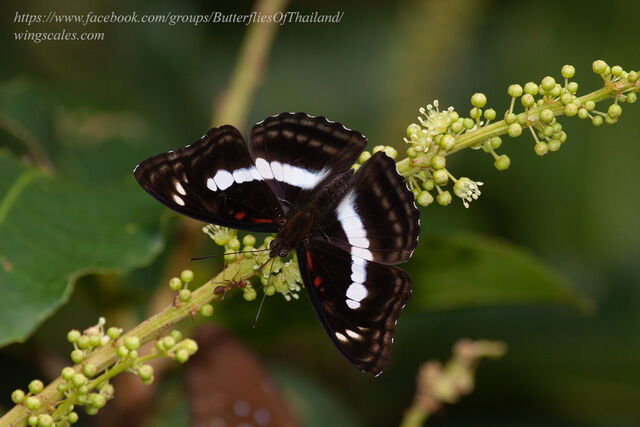Athyma selenophora bahula
