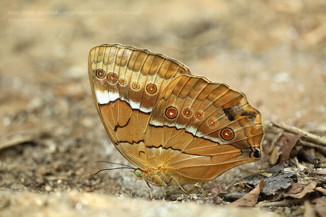 Stichophthalma mathilda ssp.