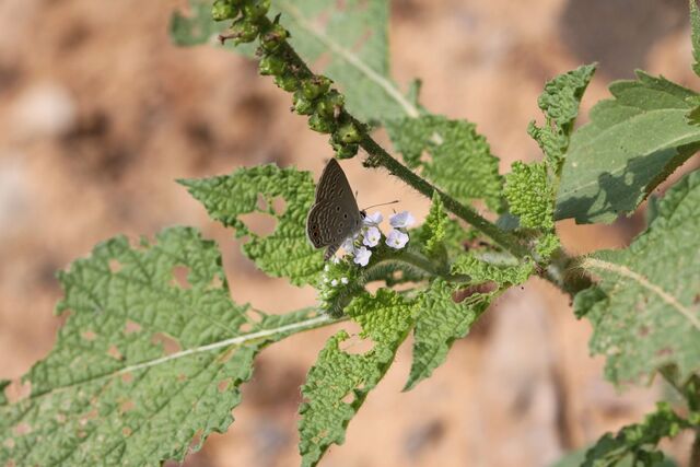 Freyeria trochylus orientalis