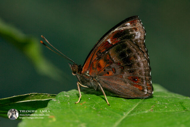 Rohana parisatis pseudosiamensis