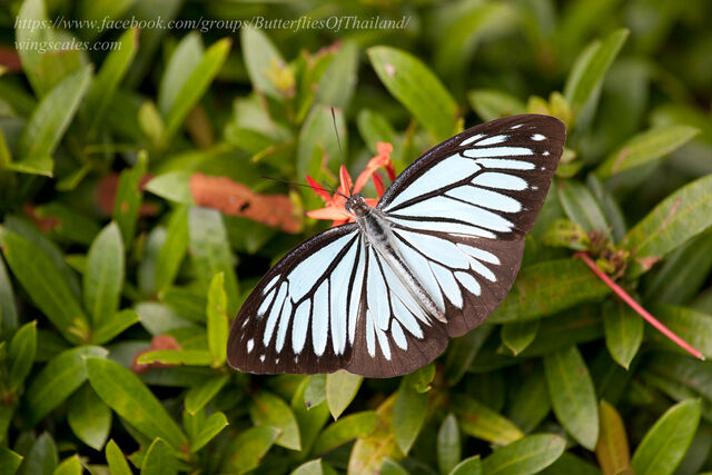 Pareronia anais anais