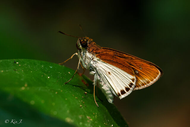 Iton semamora semamora