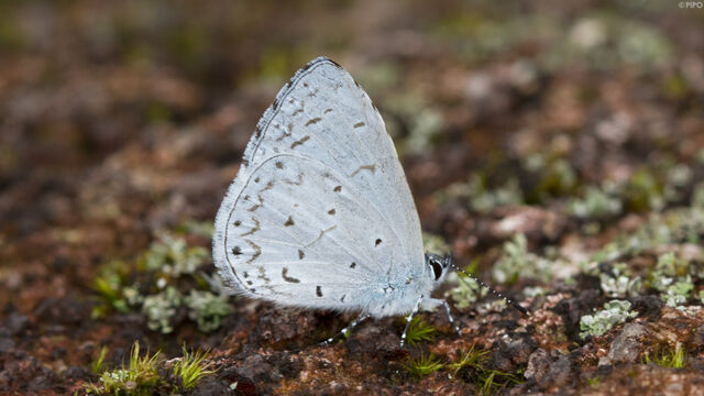 Udara dilecta dilecta