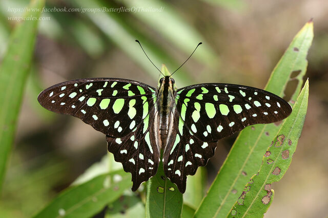 Graphium agamemnon agamemnon