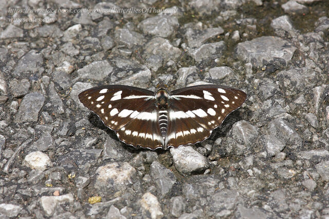 Mimathyma chevana chevana