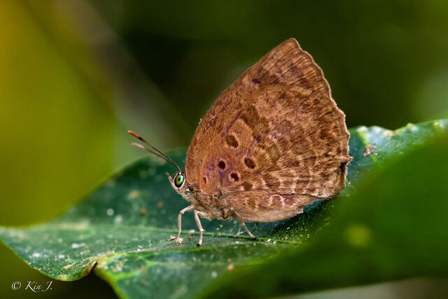 Arhopala asinarus tounguva