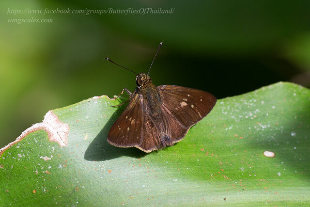 Isma protoclea obscura