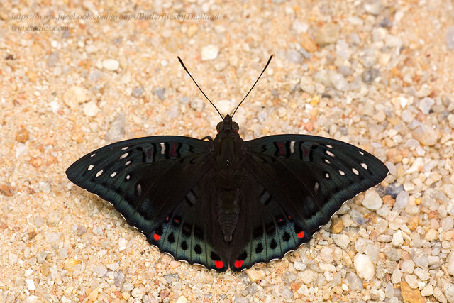 Euthalia lubentina lubentina