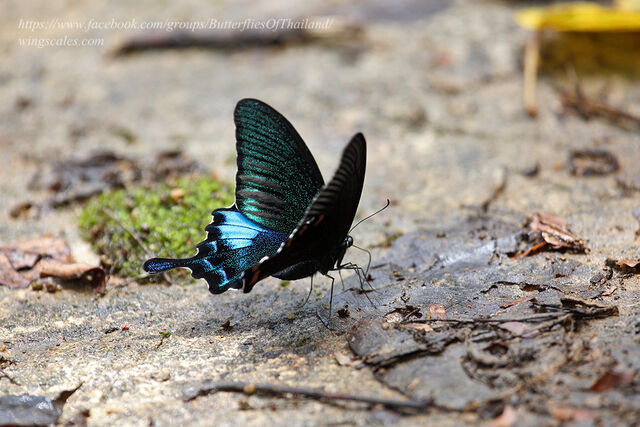 Papilio bianor pinratanai