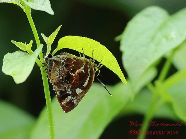 Iraota timoleon timoleon