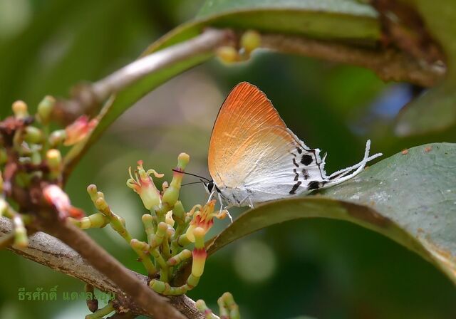 Manto hypoleuca terana