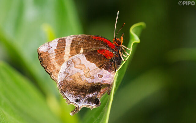 Flos apidanus ahamus