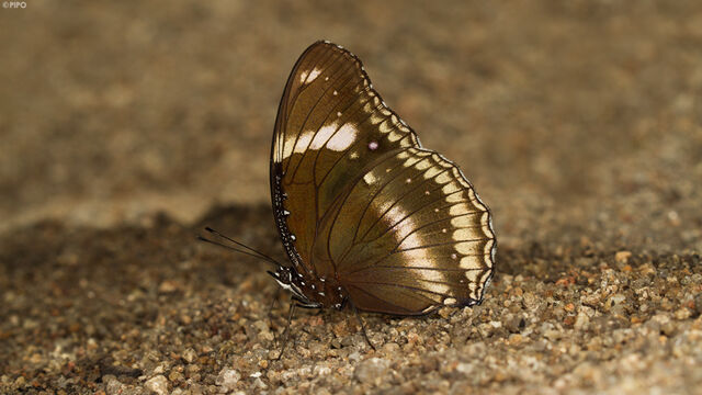 Hypolimnas bolina jacintha