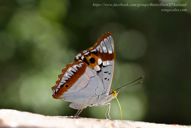 Mimathyma ambica miranda