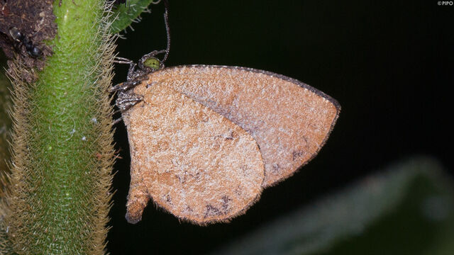 Logania distanti massalia