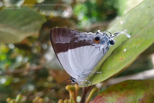 Rachana jalindra indra