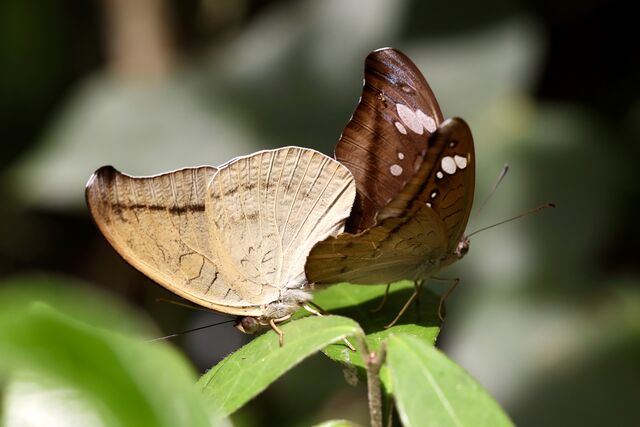 Cynitia cocytus ambrysus