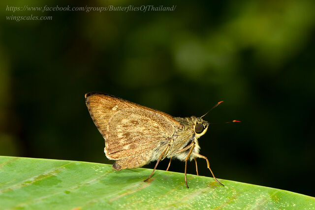 Pithauria stramineipennis stramineipennis