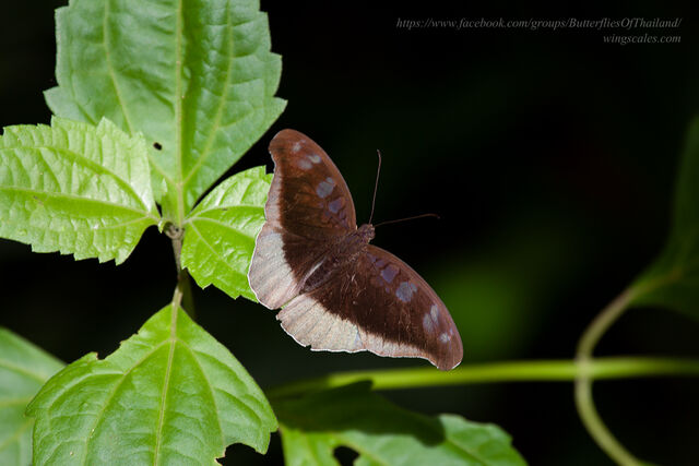 Cynitia cocytus ambrysus