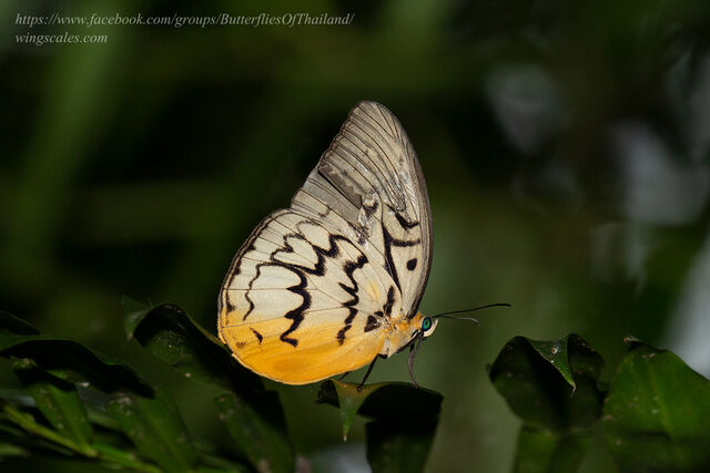 Melanocyma faunula faunula