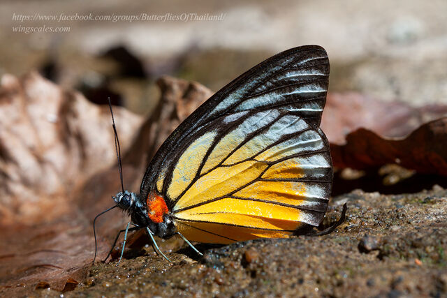 Prioneris philonome clemanthe