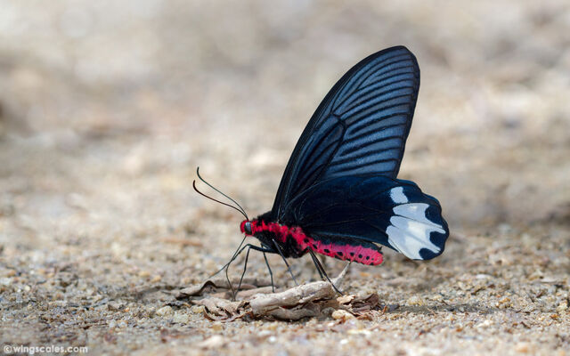 Atrophaneura astorion zaleucus