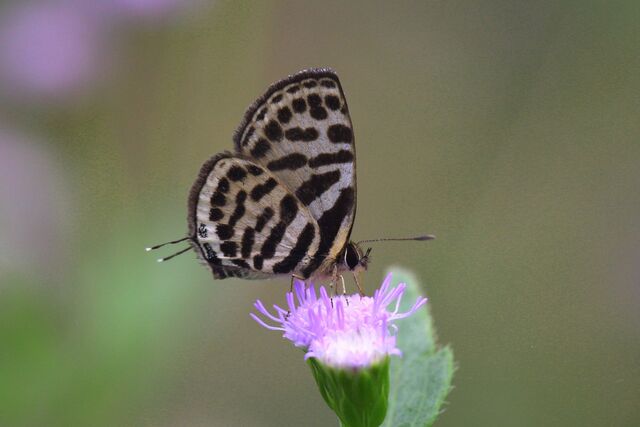 Tarucus waterstradti vileja