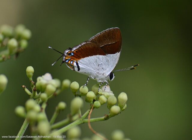 Sithon nedymond nedymond