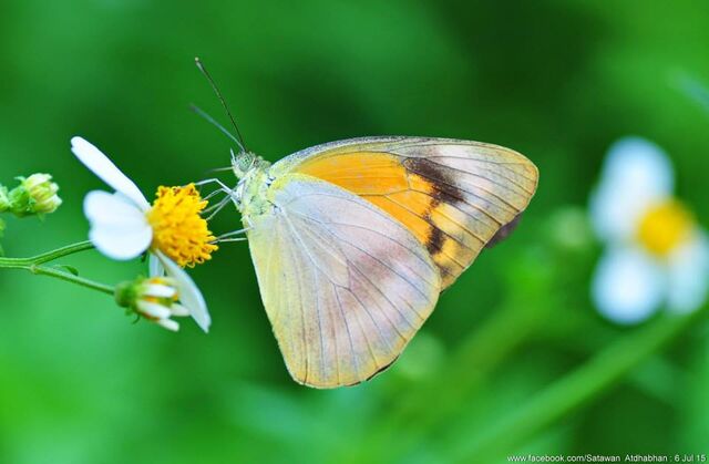 Appias nero figulina