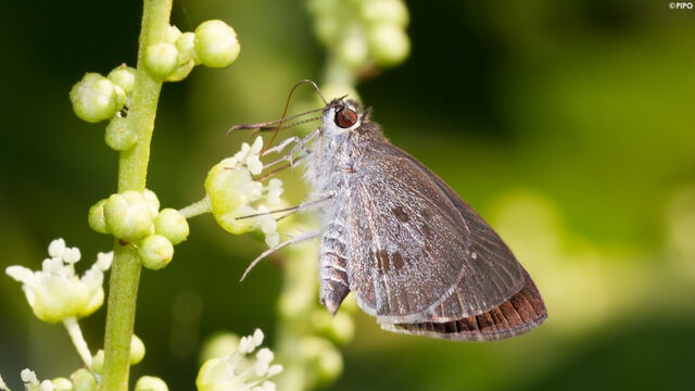 Suastus minutus aditia