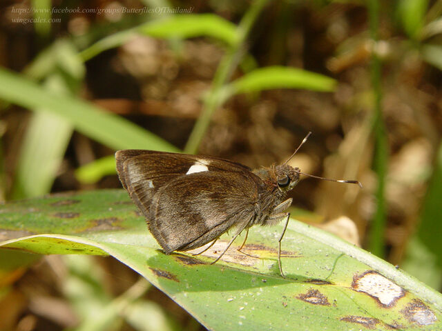 Ancistroides paralysos asawa