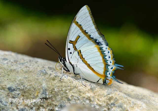 Polyura eudamippus giudicii
