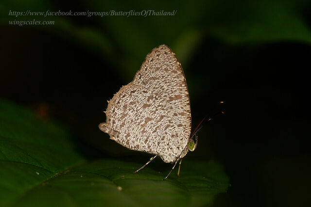 Allotinus horsfieldi permagnus