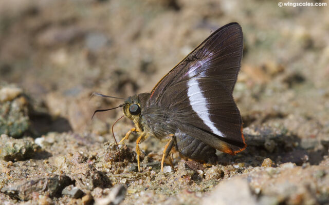 Bibasis sena (transition zone of sena and uniformis)