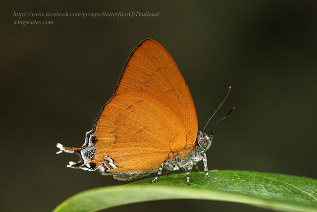 Thamala marciana marciana