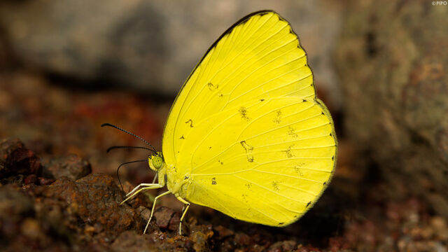 Eurema blanda silhetana
