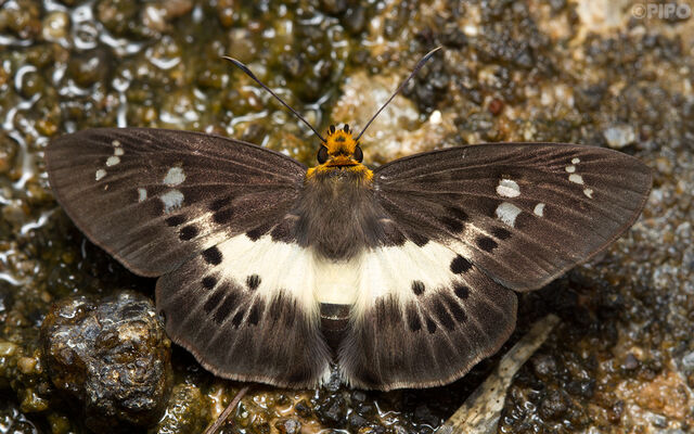 Gerosis bhagava bhagava