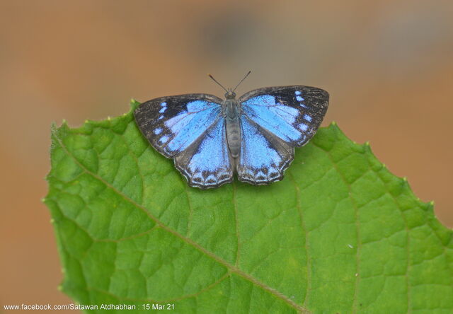Poritia hewitsoni regia