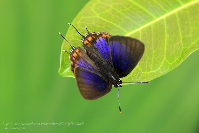 Semanga superba deliciosa