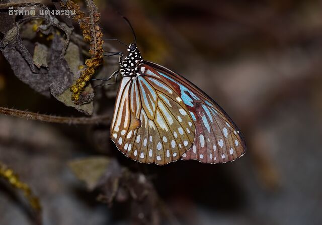 Tirumala gautama gautama