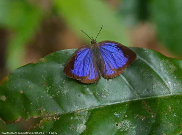 Arhopala eumolphus maxwelli