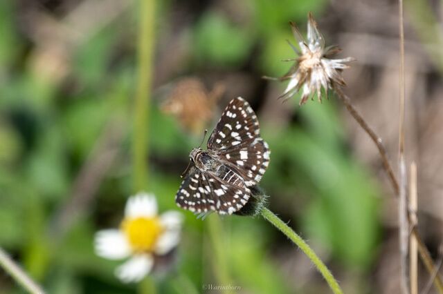 Spialia galba chenga