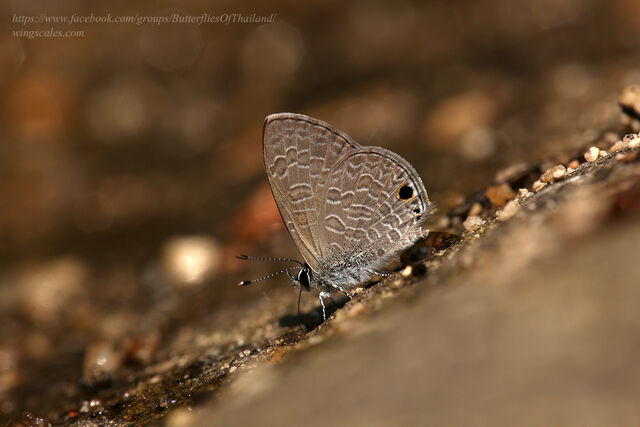 Prosotas noreia hampsoni