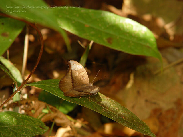 Cynitia cocytus ambrysus