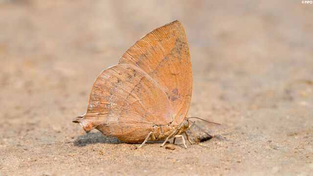 Amblypodia anita anita