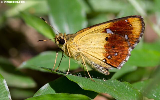 Scobura cephaloides kinka