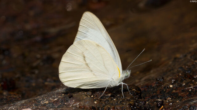 Appias olferna olferna