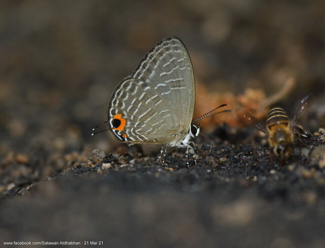 Jamides caeruleus caeruleus